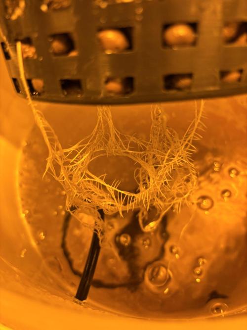 DWC 5 strains 👍🏻. Week 4