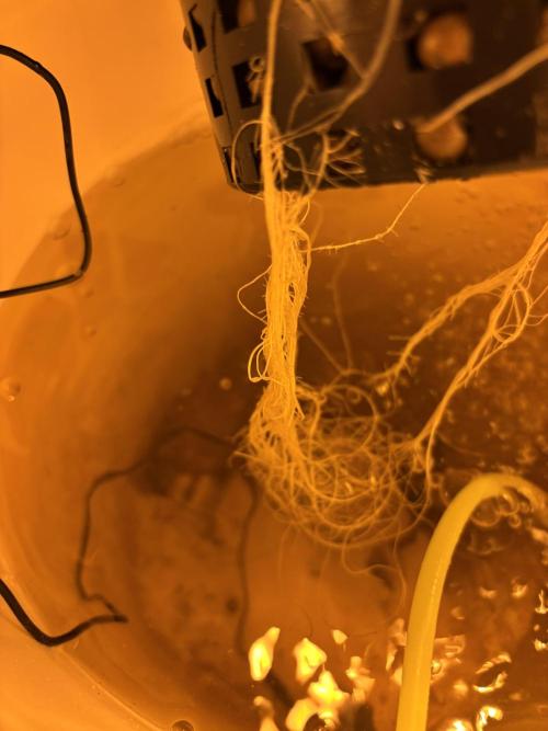 DWC 5 strains 👍🏻. Week 4