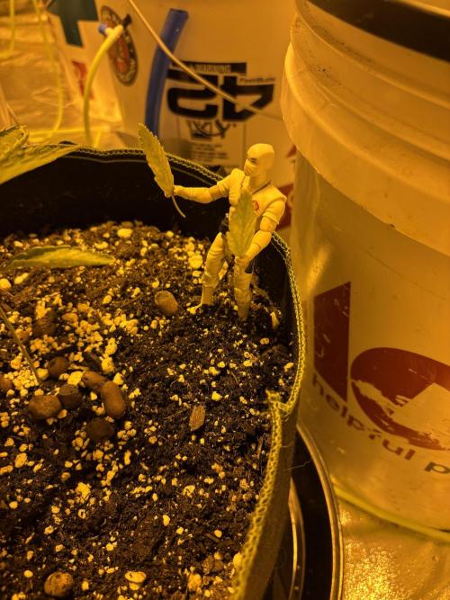 DWC 5 strains 👍🏻. Week 4