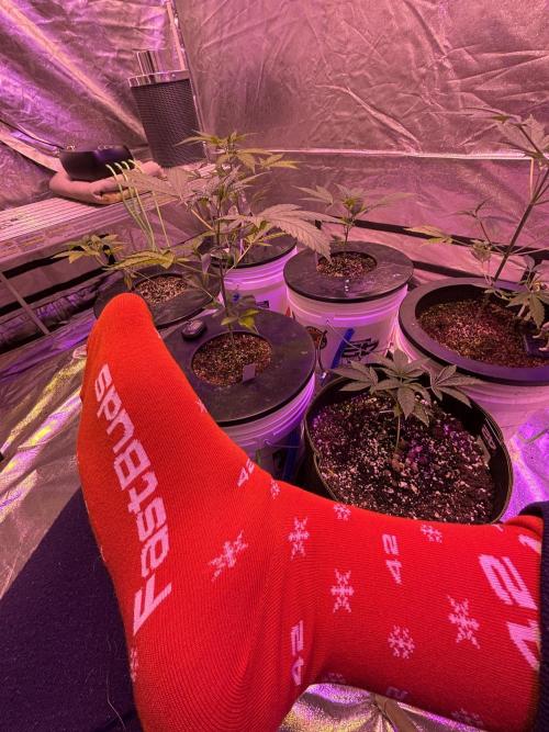 DWC 5 strains 👍🏻. Week 5