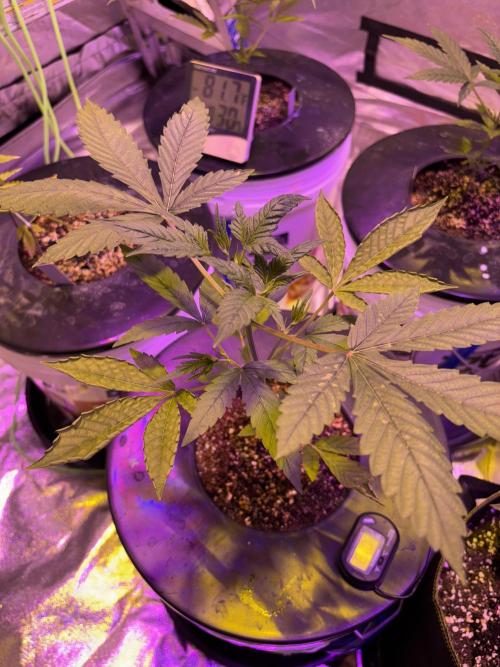 DWC 5 strains 👍🏻. Week 5