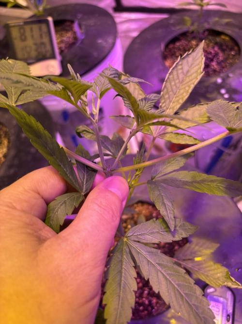 DWC 5 strains 👍🏻. Week 5