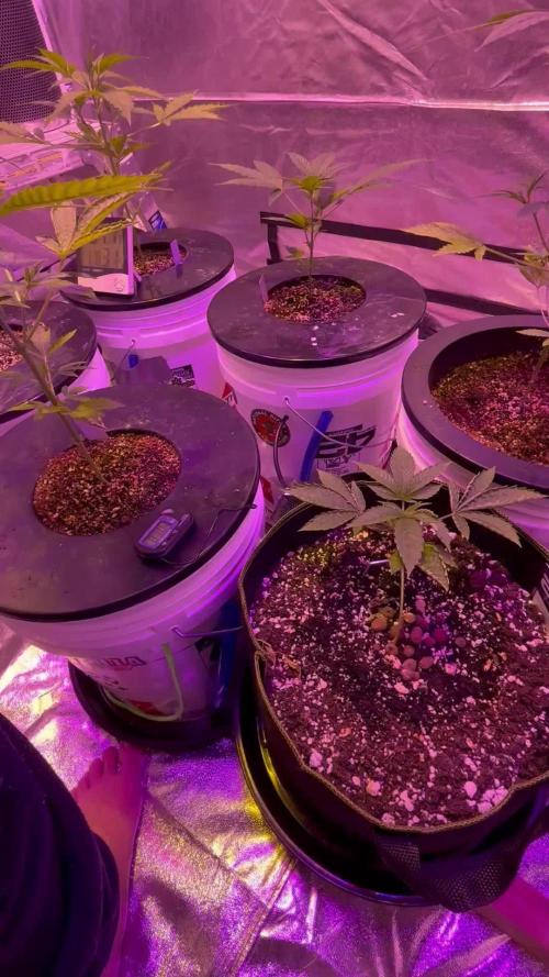 A Mostly Fastbuds Grow