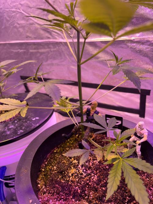 DWC 5 strains 👍🏻. Week 5