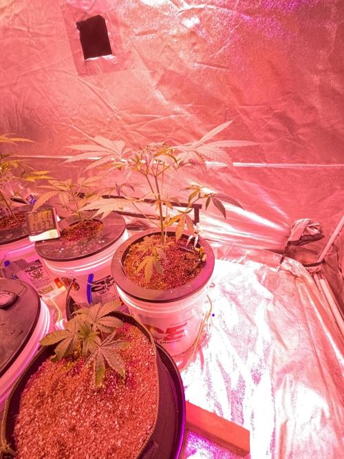 DWC 5 strains 👍🏻. Week 5