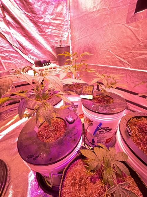 DWC 5 strains 👍🏻. Week 5