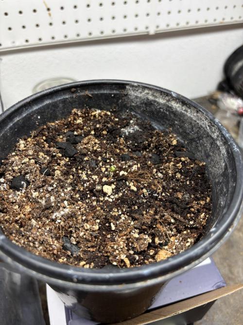 DWC 5 strains 👍🏻. Week 5