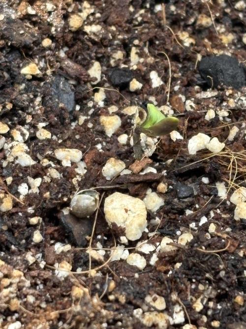 DWC 5 strains 👍🏻. Week 5