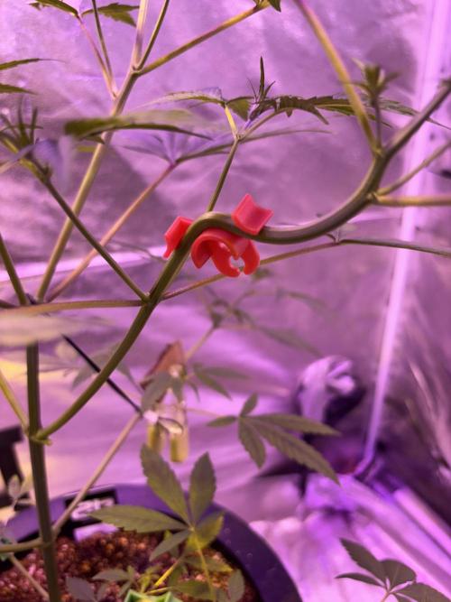 DWC 5 strains 👍🏻. Week 5