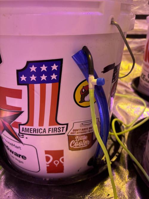 DWC 5 strains 👍🏻. Week 5