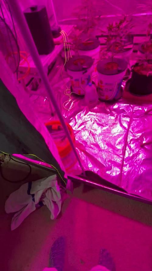 DWC 5 strains 👍🏻