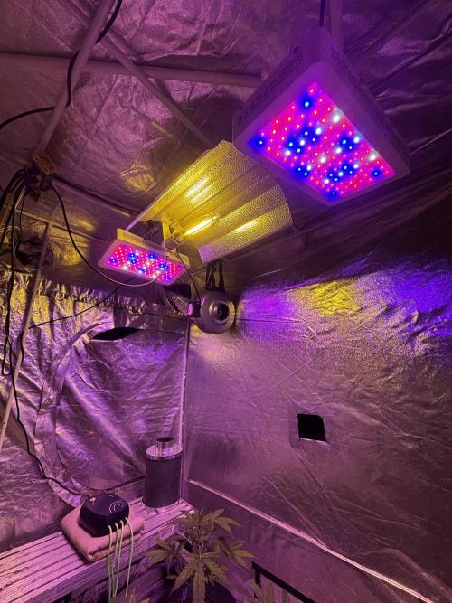 DWC 5 strains 👍🏻. Week 0