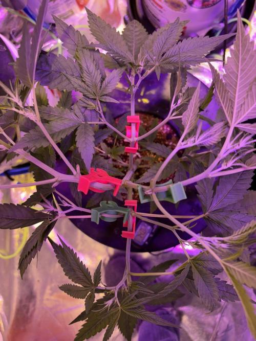 DWC 5 strains 👍🏻. Week 4