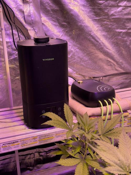 DWC 5 strains 👍🏻. Week 4