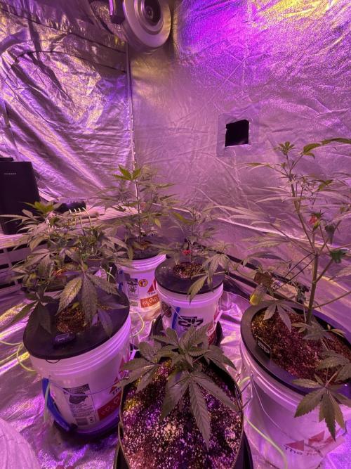 DWC 5 strains 👍🏻. Week 4