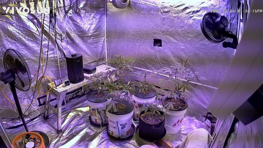 DWC 5 strains 👍🏻. Week 6