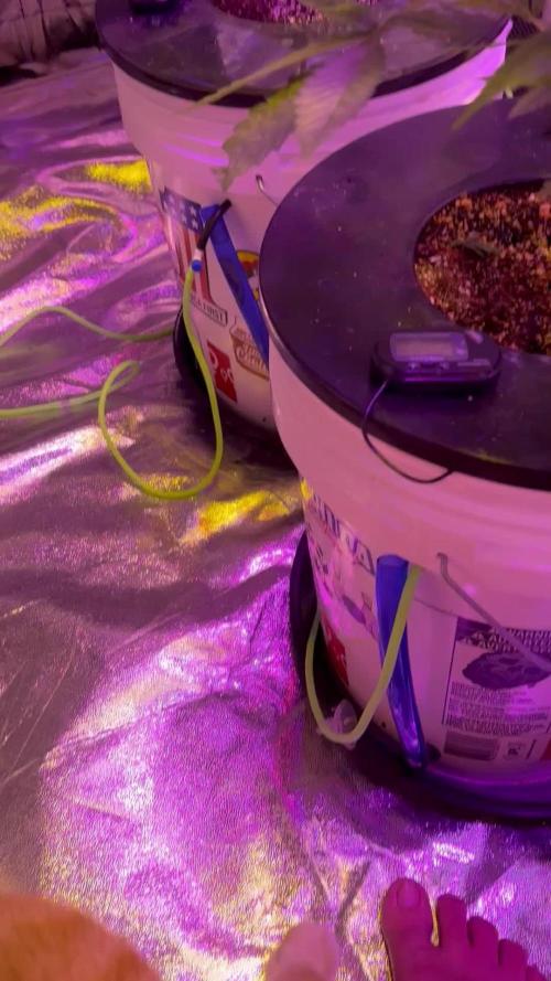 DWC 5 strains 👍🏻