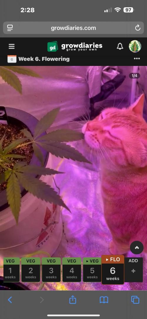 DWC 5 strains 👍🏻. Week 6