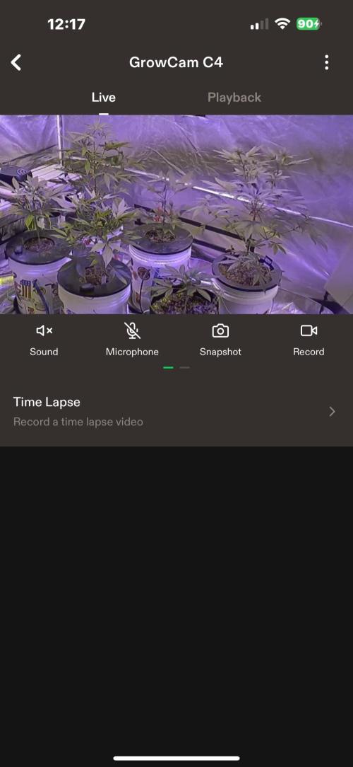 DWC 5 strains 👍🏻. Week 6