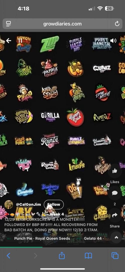 DWC 5 strains 👍🏻. Week 6