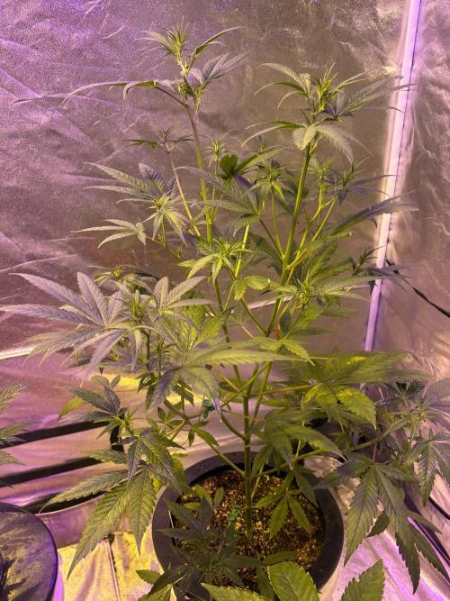 DWC 5 strains 👍🏻. Week 6