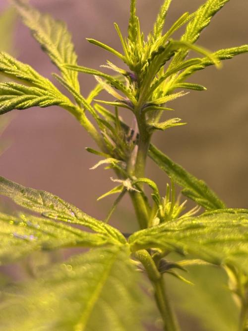 DWC 5 strains 👍🏻. Week 6