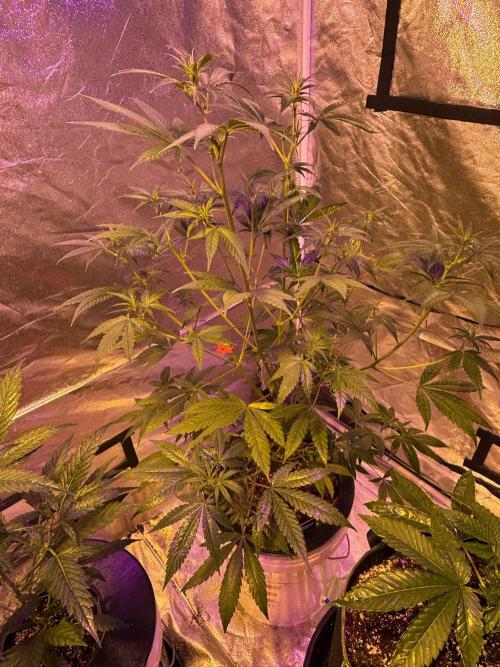 DWC 5 strains 👍🏻. Week 7