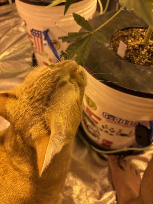 DWC 5 strains 👍🏻. Week 7