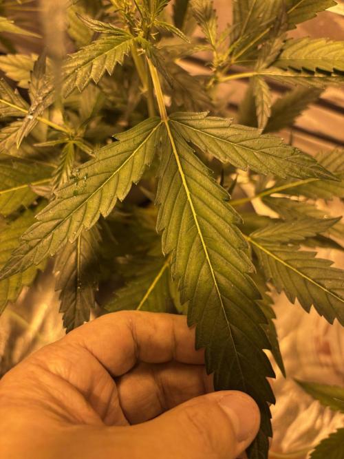 DWC 5 strains 👍🏻. Week 7