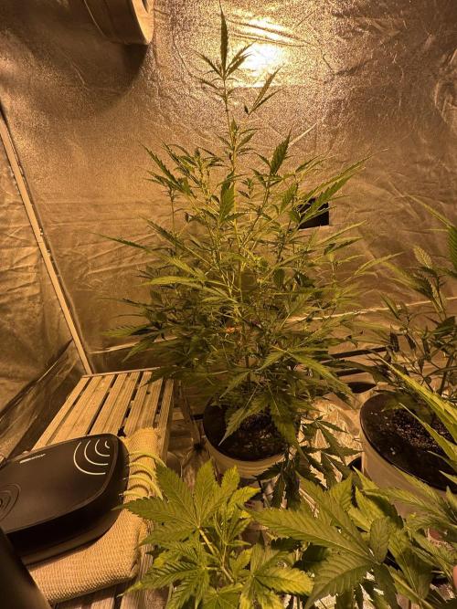 DWC 5 strains 👍🏻. Week 8