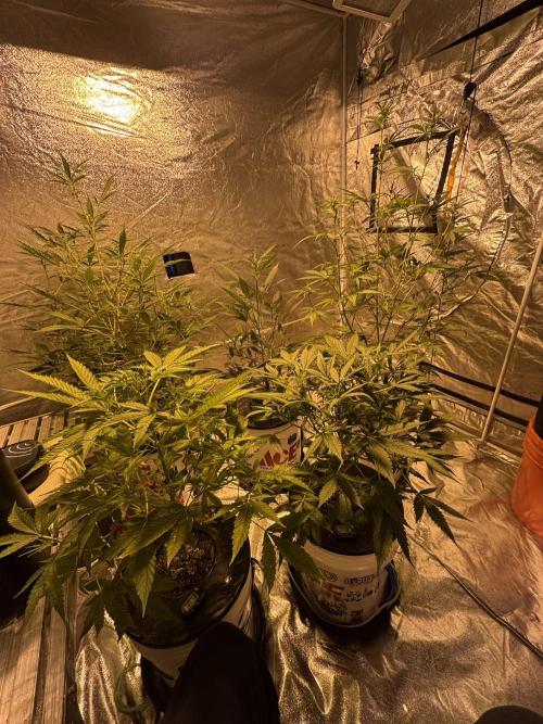 DWC 5 strains 👍🏻. Week 8