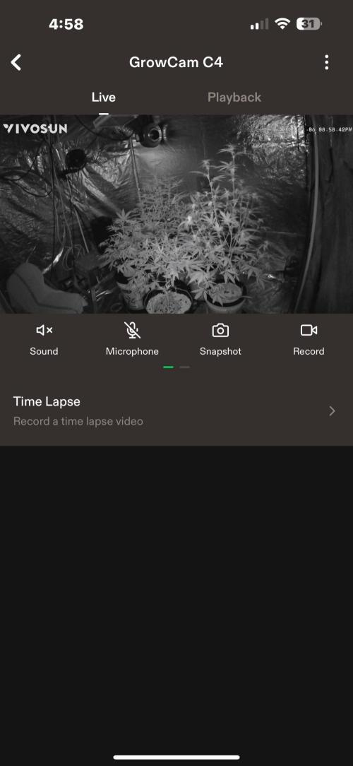 DWC 5 strains 👍🏻. Week 8