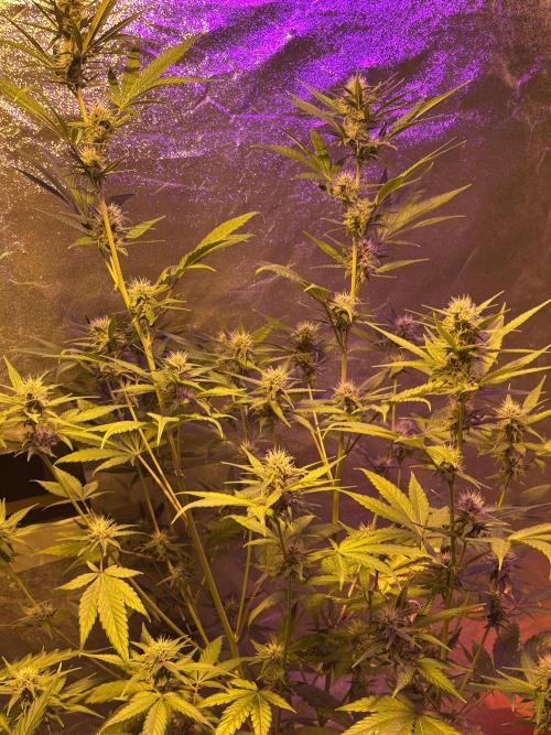 DWC 5 strains 👍🏻. Week 8