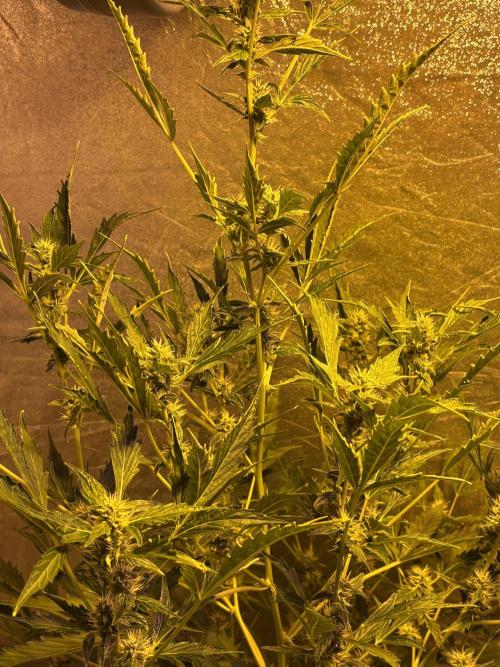 DWC 5 strains 👍🏻. Week 8