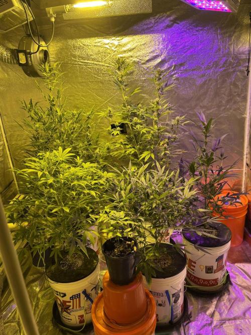 DWC 5 strains 👍🏻. Week 8