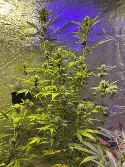 DWC 5 strains 👍🏻. Week 8