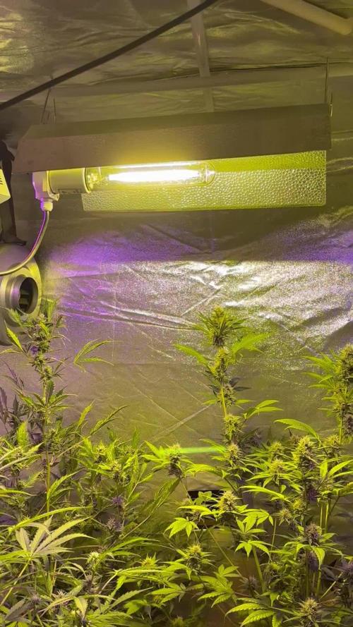 DWC 5 strains 👍🏻