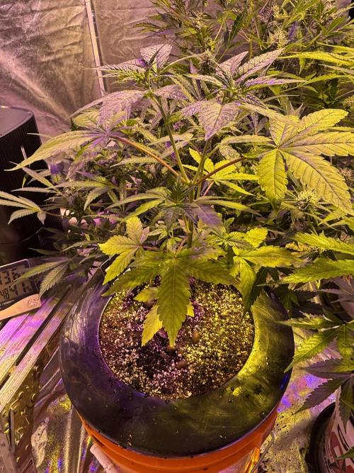 DWC 5 strains 👍🏻. Week 9