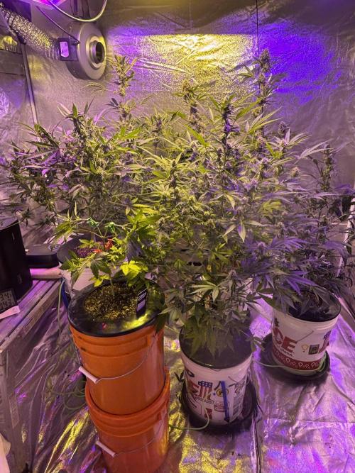 DWC 5 strains 👍🏻. Week 10