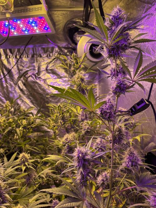 DWC 5 strains 👍🏻. Week 10