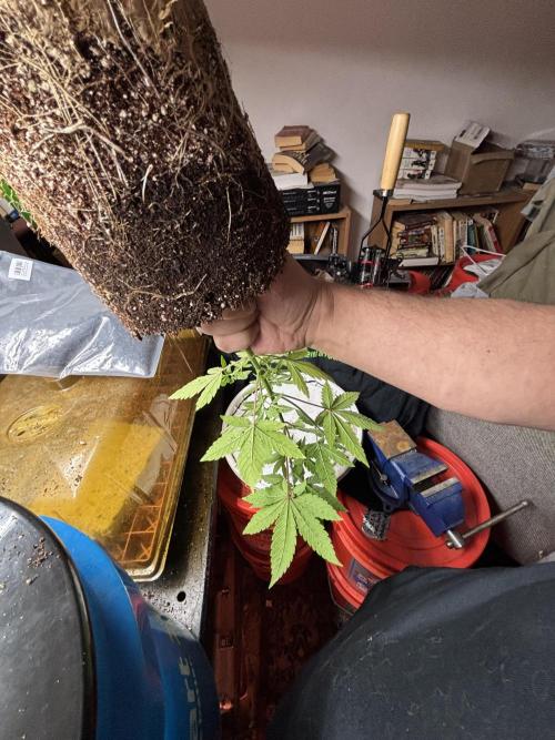 DWC 5 strains 👍🏻. Week 10