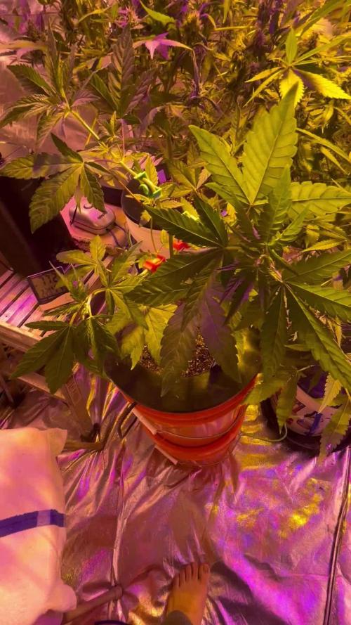 DWC 5 strains 👍🏻