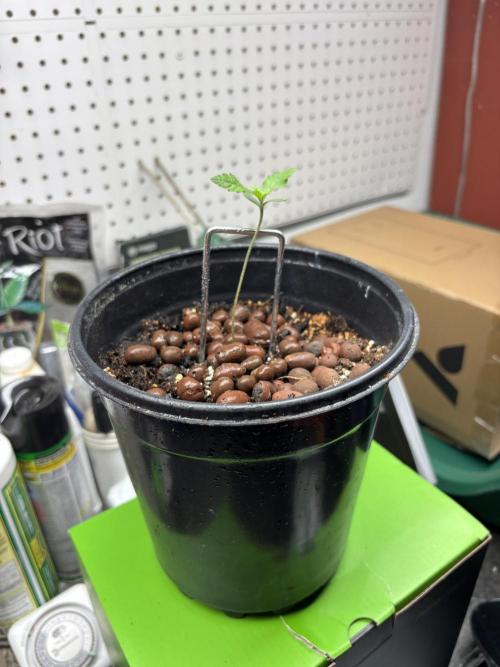 Purple Lemonade FF. Week 0