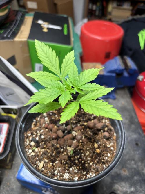 Purple Lemonade FF. Week 4