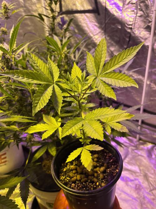 Purple Lemonade FF. Week 4