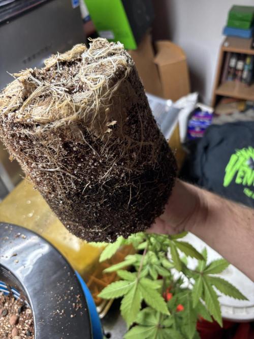 Purple Lemonade FF. Week 4