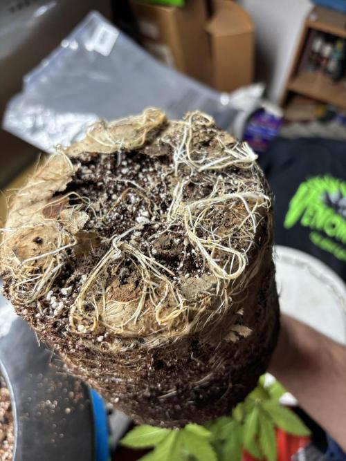 Purple Lemonade FF. Week 4