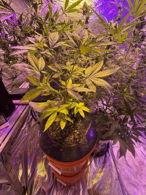 Purple Lemonade FF. Week 6