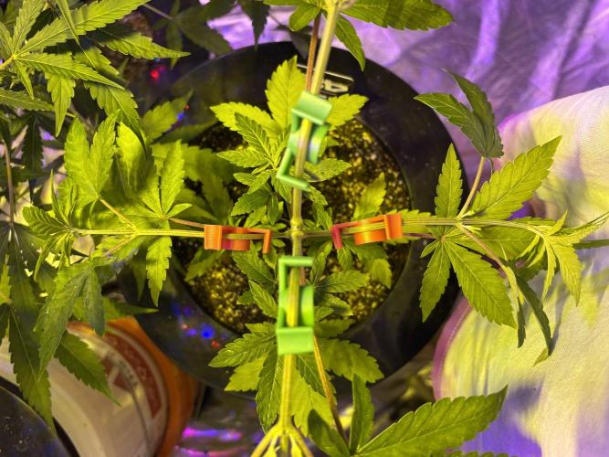 Purple Lemonade FF. Week 6