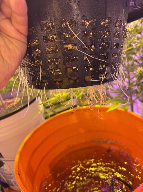 Purple Lemonade FF. Week 7